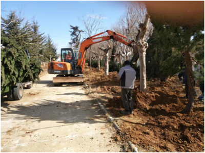 “‘三河’治理”工程之树木搬迁改造工作有序开展